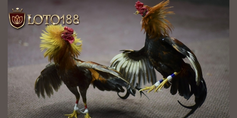 Luật chơi và các loại cá cược đá gà loto188