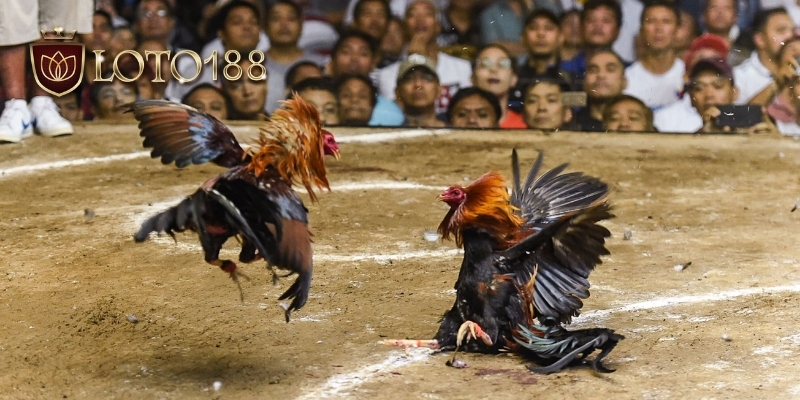 Luật chơi và các loại cá cược đá gà loto188