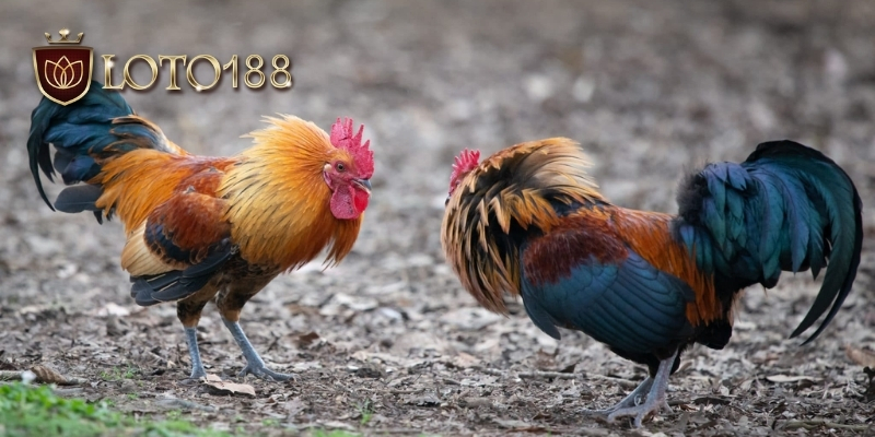 Luật chơi và các loại cá cược đá gà loto188